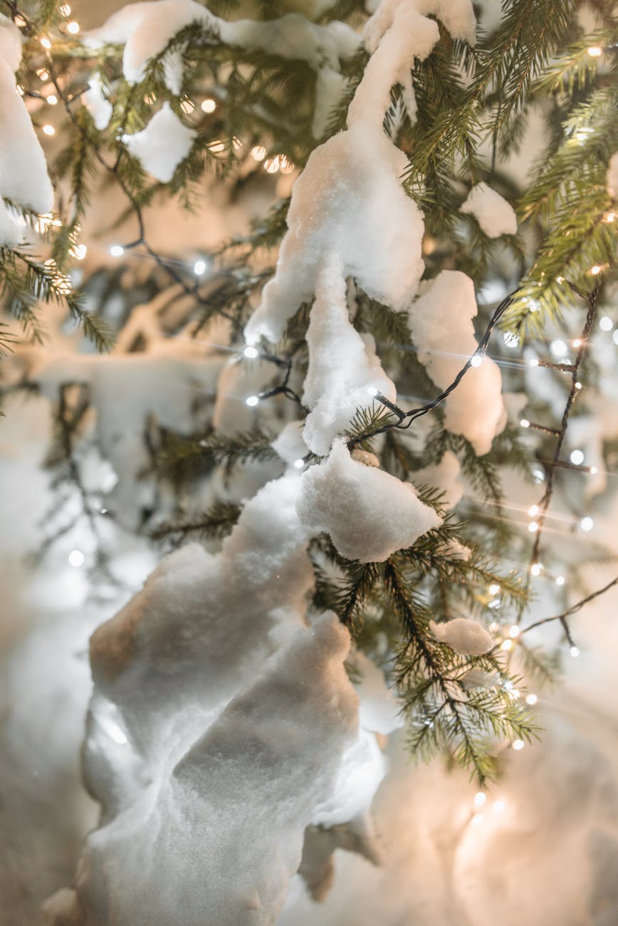 a snow covered tree with string lights