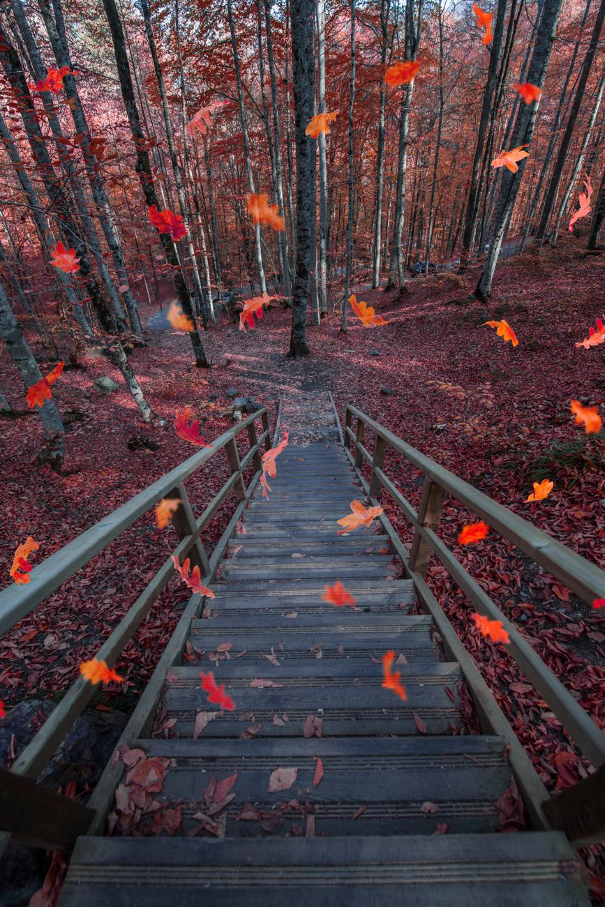 colorful leaves flying around wooden stairs in forest in autumn